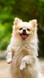 Curso de Auxiliar de veterinário